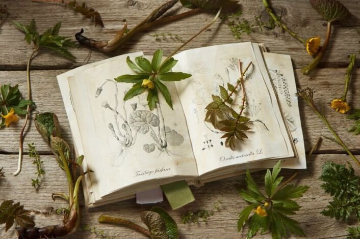 Травология Гарри Поттер растения