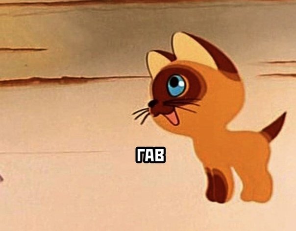 Кот по имени Гав