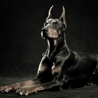 Королевский Доберман
