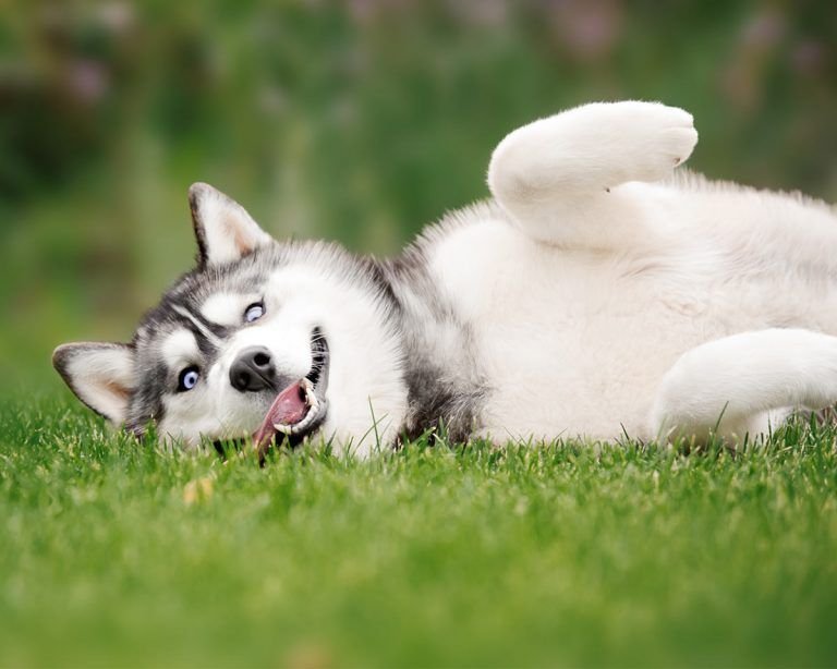 Сибирский хаски