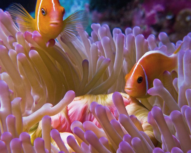 Морские обитатели