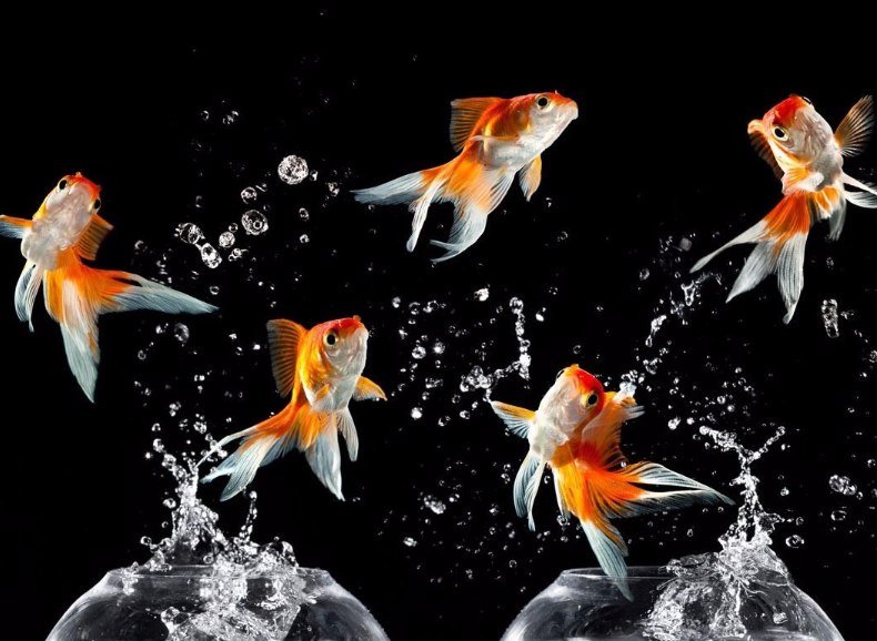 Живые рыбки