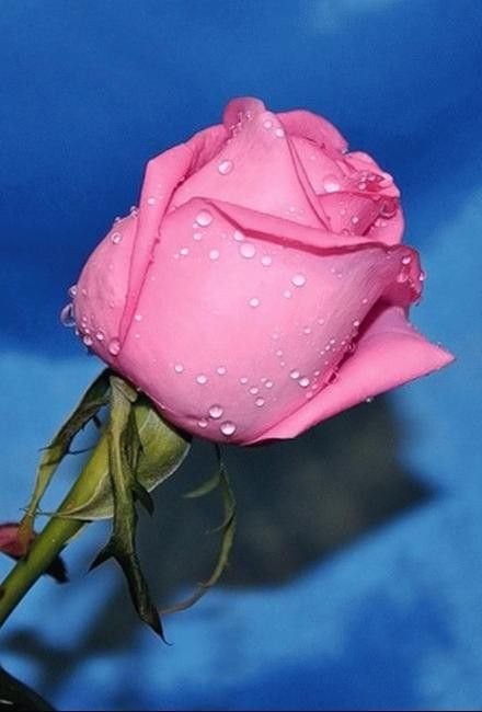 Самые красивые розы