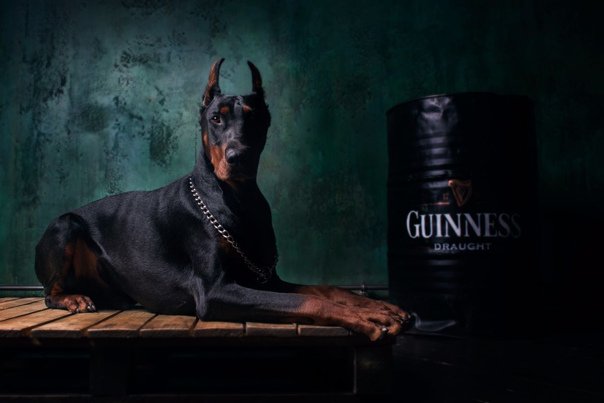 Доберман фотообои