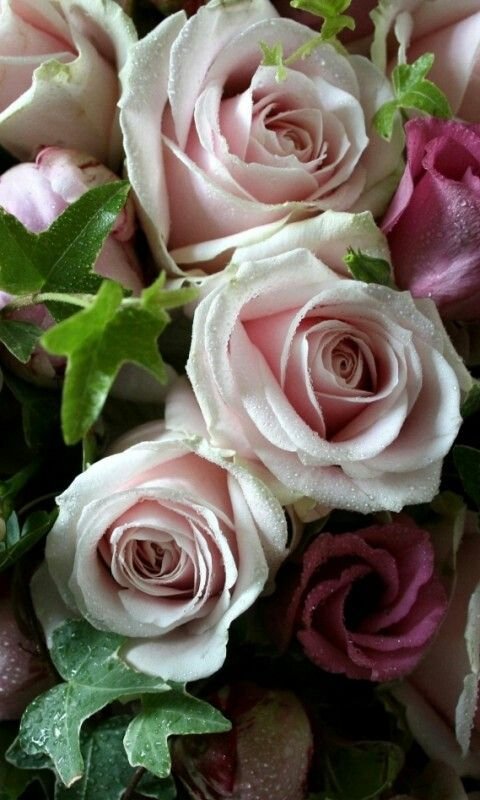 Бело розовые розы