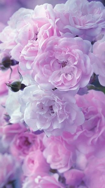 Нежные сиреневые цветы