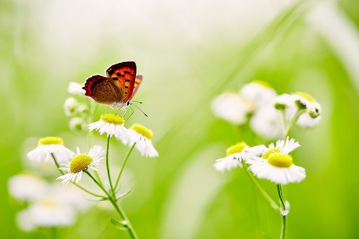Летние обои на рабочий стол