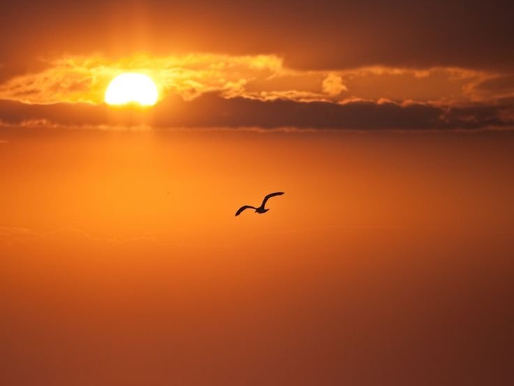 Закат с птицами в небе