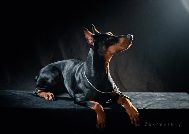 Доберман-пинчер Эстетика