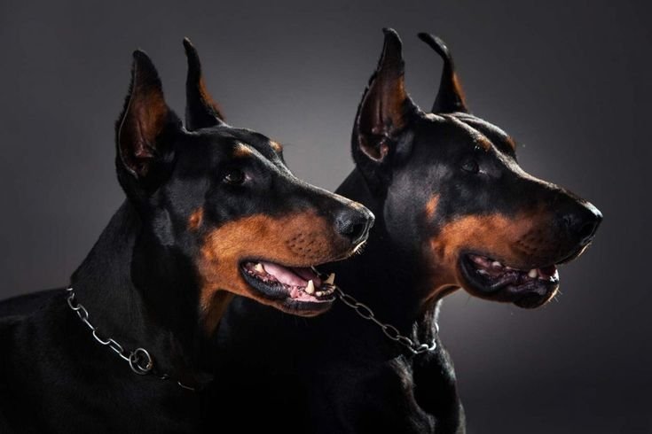 Доберман пинчер