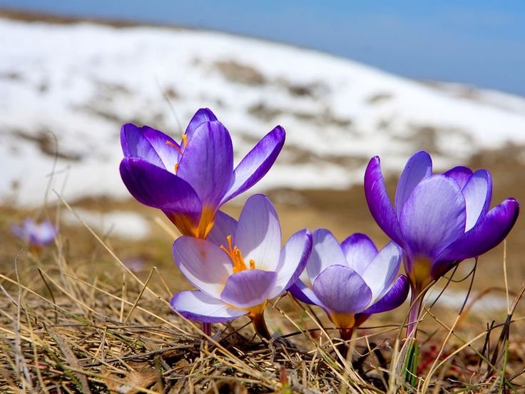 Крокус перпл