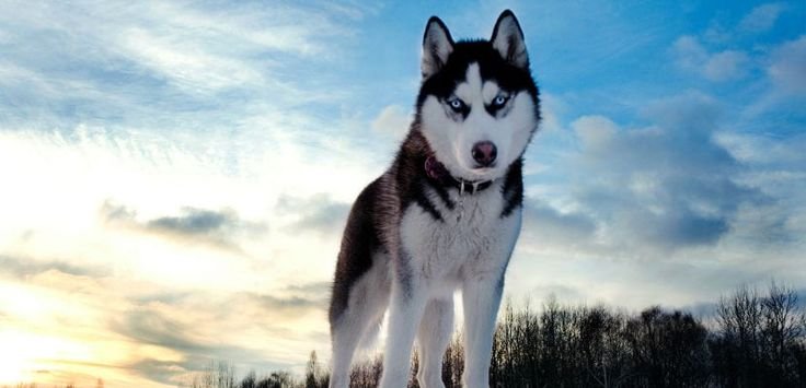 Канадский хаски