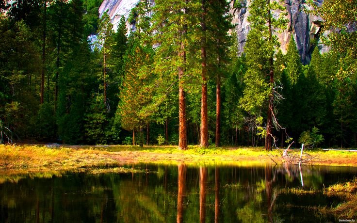 Природа лес