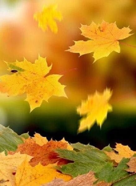 Осень листья