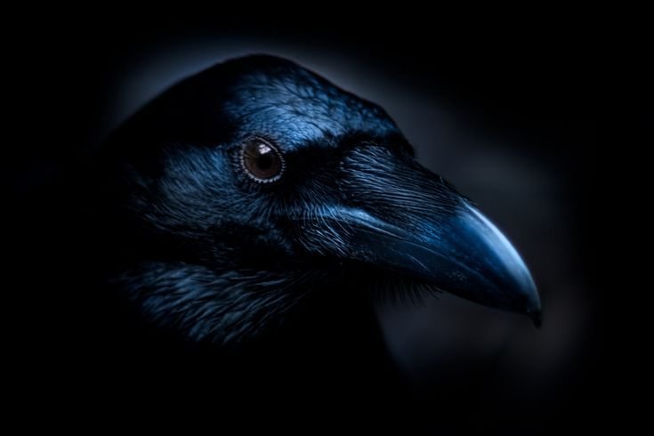 Черный ворон