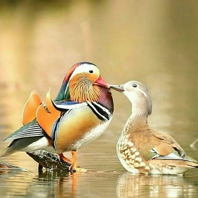 Самка утки мандаринки