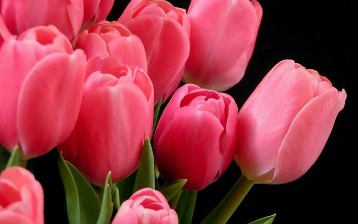 Тюльпан Katinka