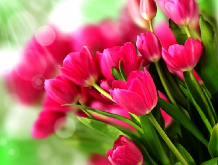 Весенние цветы тюльпаны