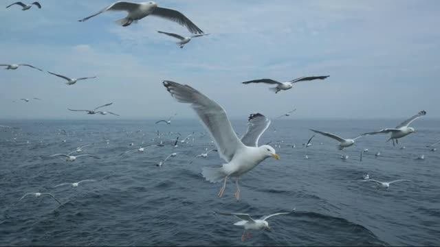 Альбатрос птицы Азовское море