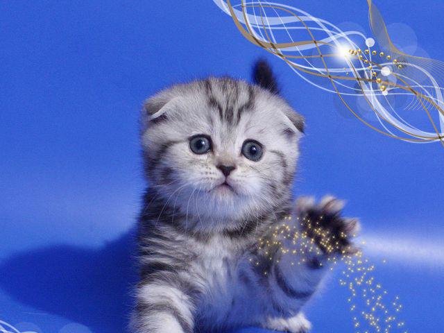 Скоттиш-фолд Шотландская вислоухая котята