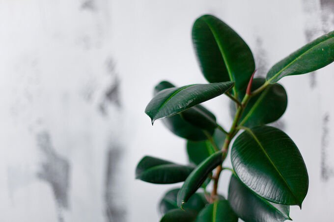 Фикус Бенджамина каучуконосный