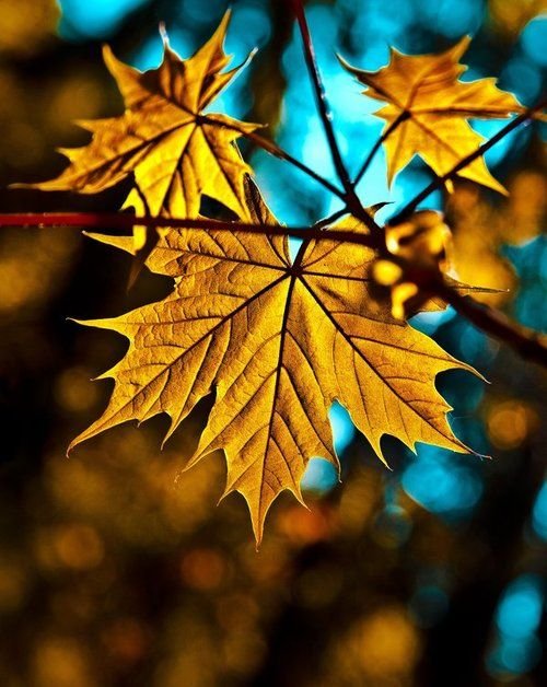 Осень кленовые листья