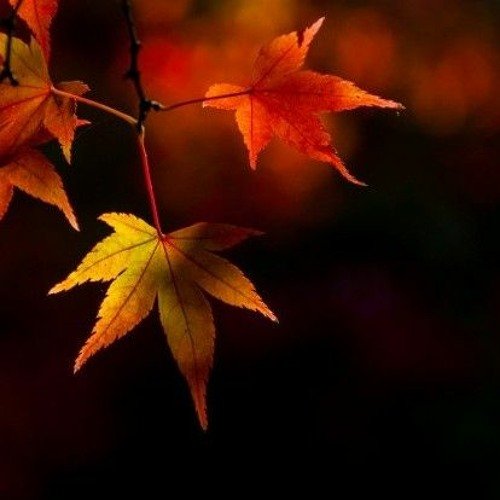 Красивые листья