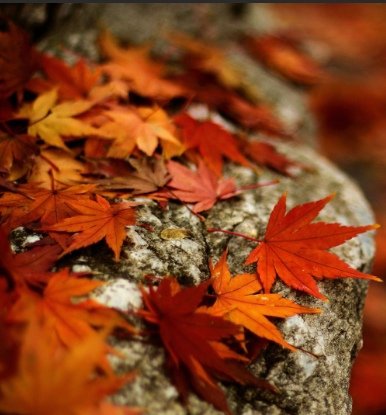 Осенние обои