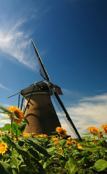 Фотообои на телефон мельница