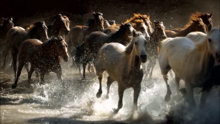 Красивые клипы с лошадьми
