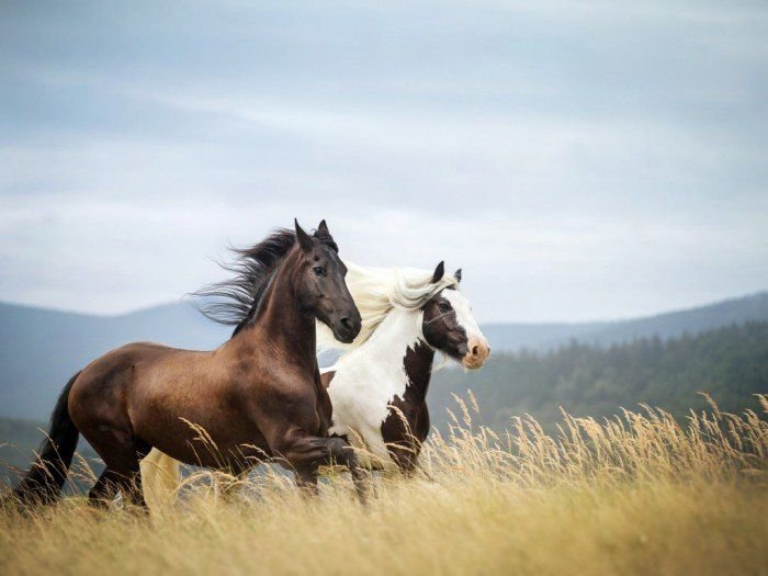 Пара лошадей