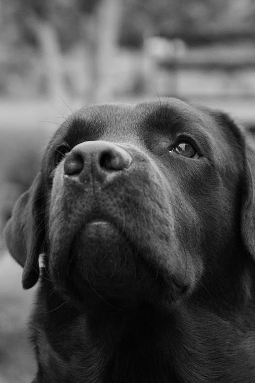 Лабрадор черный и белый