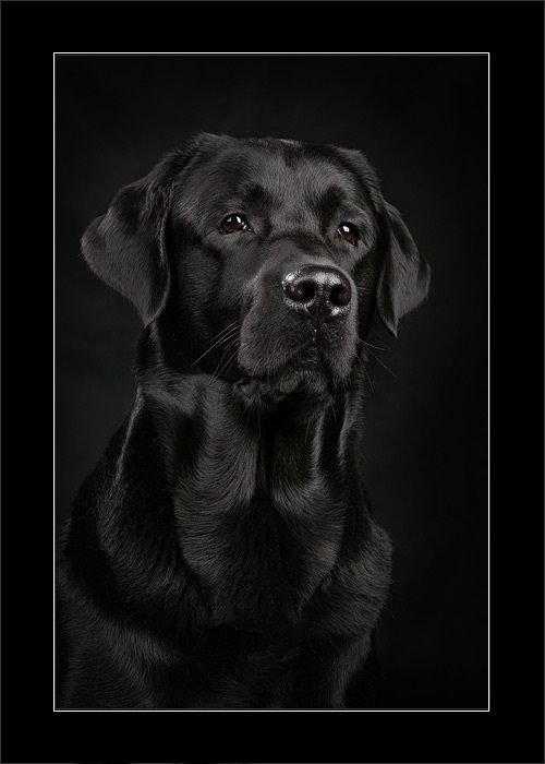 Лабрадор черный