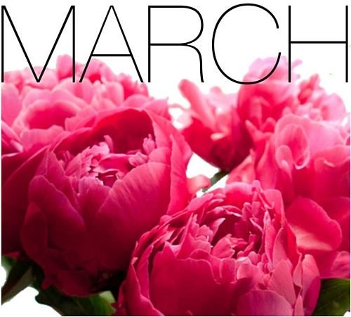 Роза малиновый пион