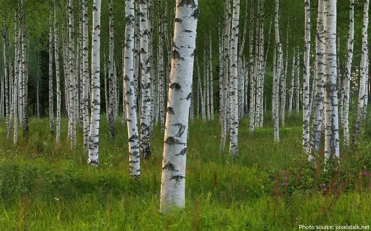 Березовая роща Кострома