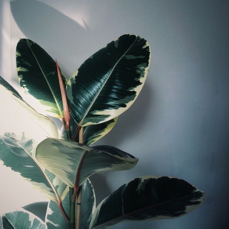 Фикус каучуконосный