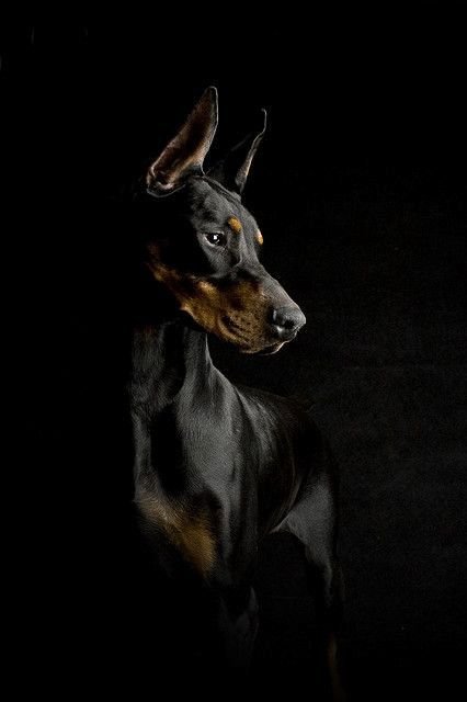 Доберман на черном фоне