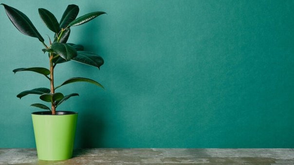 Обои на телефон фикус