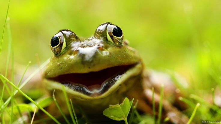 Лягушка Грин Фрог зеленая с оранжевым