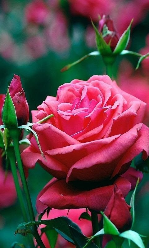 Розы на заставку