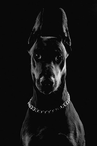 Доберман на темном фоне