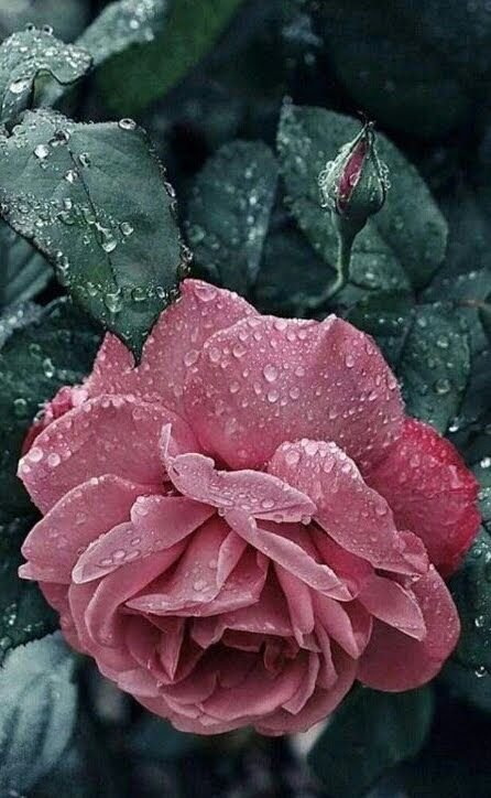 Заставка на телефон цветы розы