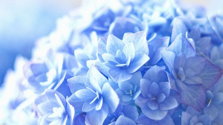 Фотофон гортензия