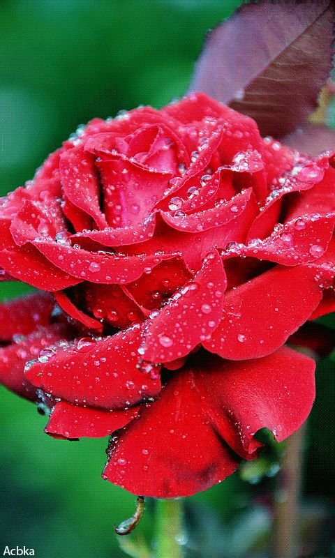 Красивые цветы розы