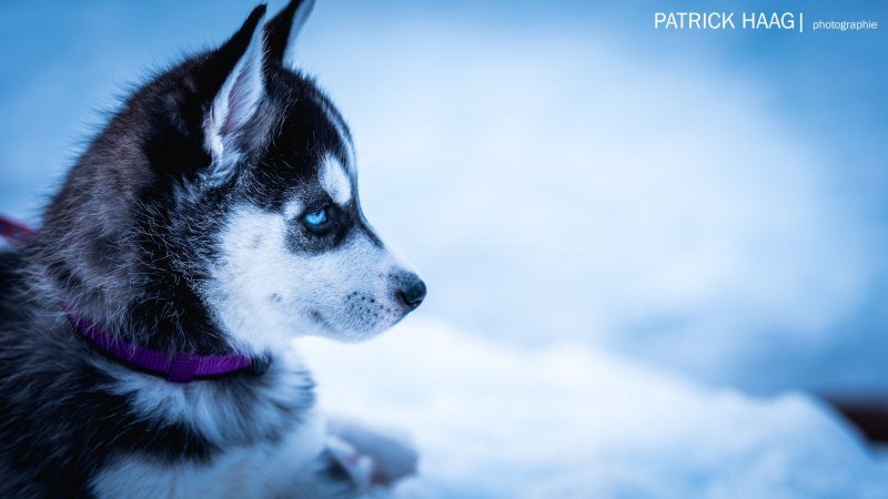 Сибирские хаски голубоглазые
