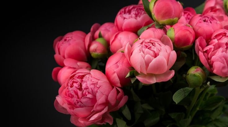 Пион Jean van Bevesen