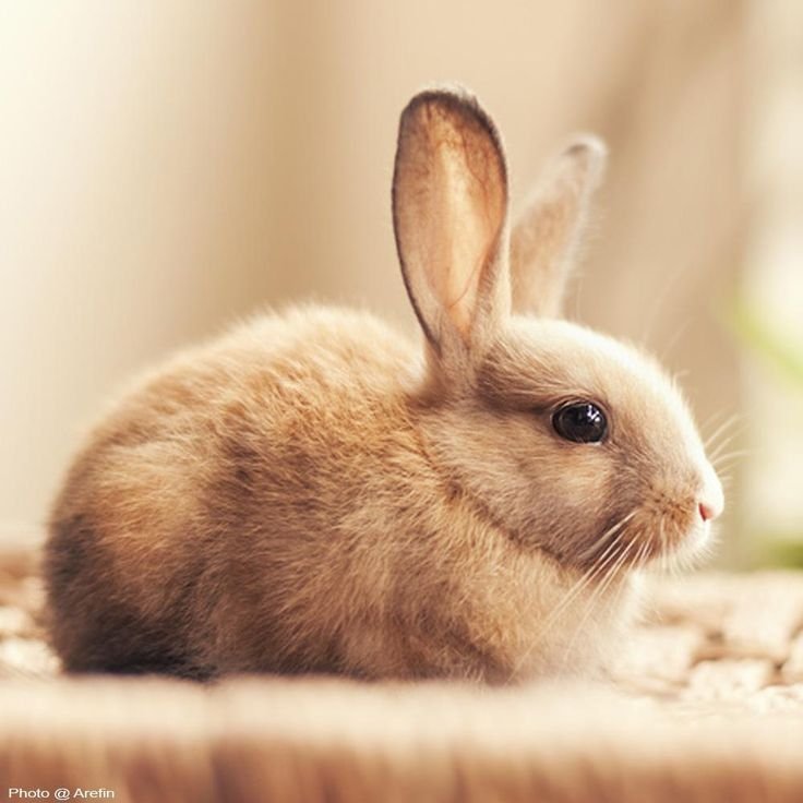 Земляной кролик