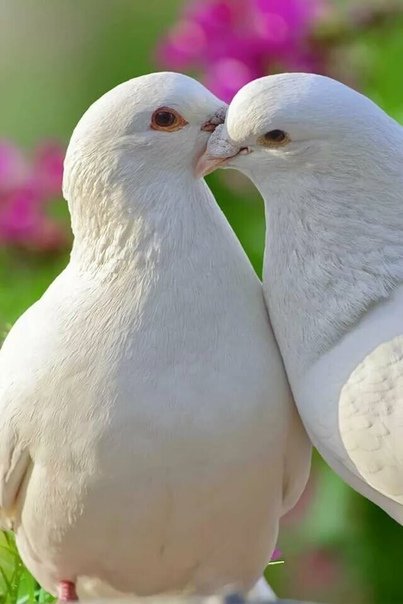 Красивые голуби