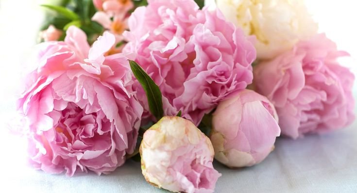 Пионы Рохлиных