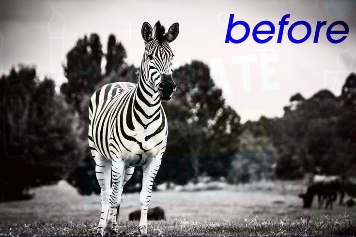 Зебра черно белая